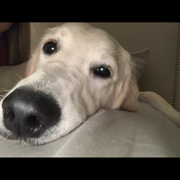 Meet your Posher, Maggie - Picture 1 of 1